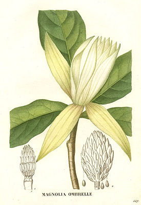 Schirm-Magnolie (Magnolia tripetala)