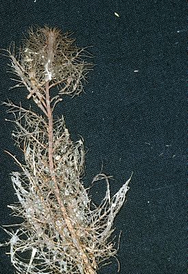 Myriophyllum heterophyllum.jpg