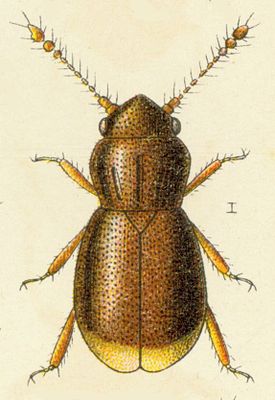 Ptilium myrmecophilum.jpg