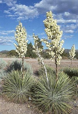Yucca elata subsp. utahensis Im Mai in Blüte in Nevada