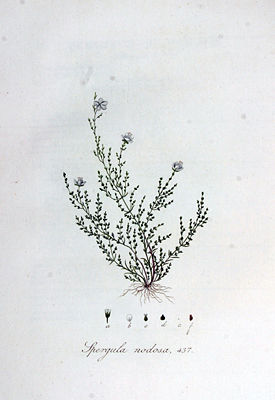 Knotiges Mastkraut (Sagina nodosa), Illustration