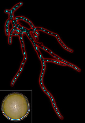 Fluoreszenzmikroskopaufnahme des Mycels von Ashbya gossypii (Zellkerne markiert)