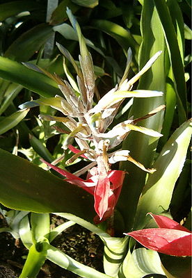 Billbergia macrocalyx, Blütenstand mit roten Hochblättern und hellblauen Kronblättern, die sich beim Welken einrollen.