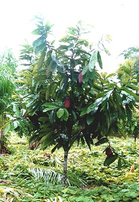 4 Jahre alter Großblütiger Kakao (Theobroma grandiflora) in Pflanzung bei Manaus