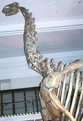 Jobaria tiguidensis, Skelett im Australian Museum in Sydney.
