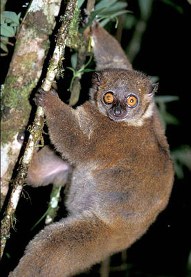 Lepilemur microdon 002.jpg