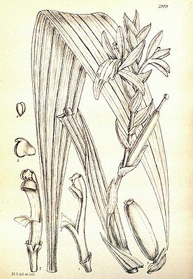 Palmorchis pubescentis(als Synonym Rolfea elata)