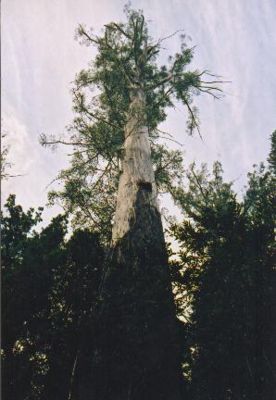 Tasmania logging 14 Chapel tree.jpg