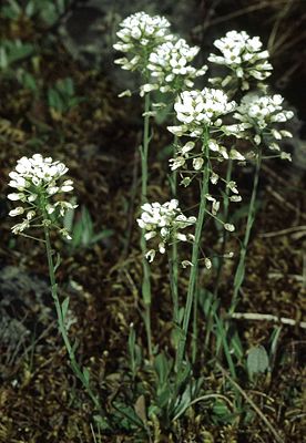 Berg-Hellerkraut (Thlaspi montanum)