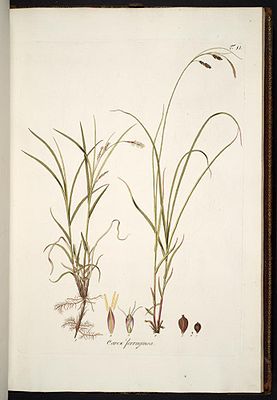 Rost-Segge (Carex ferruginea), Illustration.