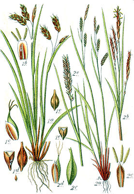 Illustration der Haarstieligen Segge (Carex capillaris) (links) und der Dünnen Segge (Carex brachystachys) (rechts)
