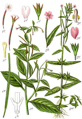 Rosenrotes Weidenröschen (1) und Dunkelgrünes Weidenröschen (2)