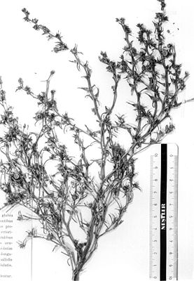 Herbarbeleg von Halothamnus iliensis