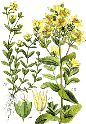 Niederliegendes Johanniskraut (Hypericum humifusum, links), Geflügeltes Johanniskraut (Hypericum tetrapterum)