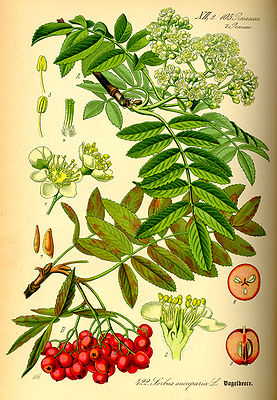 Vogelbeere oder Eberesche (Sorbus aucuparia), Illustration