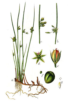 Faden-Binse (Juncus filiformis), Illustration
