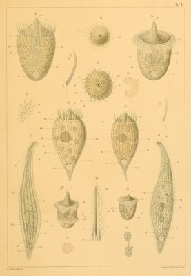 Didinium balbanii Zeichnungen oben in der Abbildung (sowie Dinophrya lieberkuehnii in der Mitte und Lionotus fasciola unten)