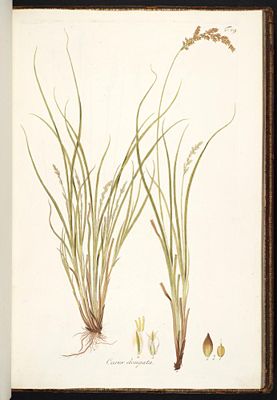 Langährige-Segge (Carex elongata), Illustration.