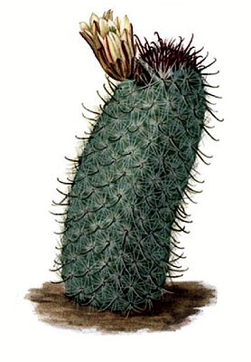 Mammillaria goodrichii pm.jpg