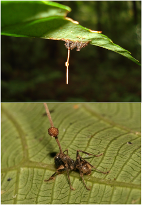 Eine mit Ophiocordyceps unilateralis infizierte Ameise beißt sich auf der Unterseite eines Blattes fest. Das untere Bild ist um 180° gedreht, um Einzelheiten besser zu zeigen.