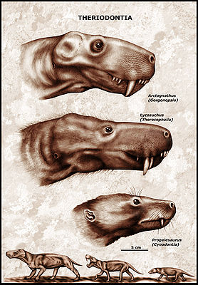 Drei Angehörige der Theriodontia: Arctognathus (Gorgonopsia), Lycosuchus (Therocephalia), Progalesaurus (Cynodontia)