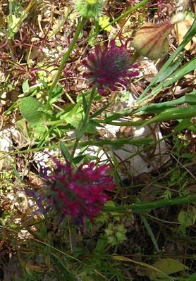 Trifolium purpureum Loisel.JPG