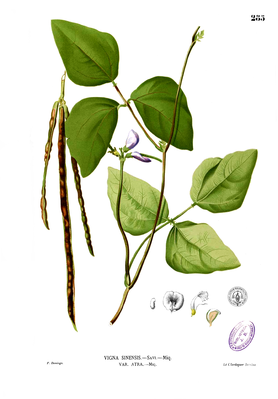 Augenbohne (Vigna unguiculata subsp. unguiculata)