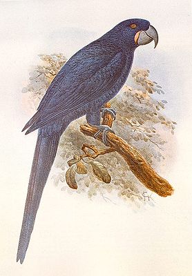 Rotschillernder Blauara (Anodorhynchus purpurascens) Abb. aus Extinct Birds/Rothschild