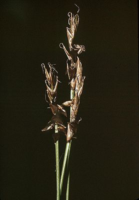 Davalls Segge (Carex davalliana) (weibliche Blüten)
