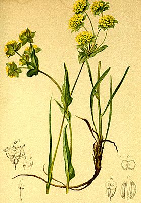 Bupleurum petraeum Atlas Alpenflora.jpg