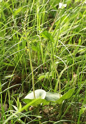 Großes Zweiblatt (Listera ovata)
