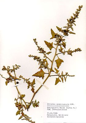 Kahle Melde (Atriplex glabriuscula), Herbarbogen