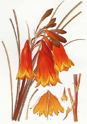 Blandfordia grandiflora (Illustration)