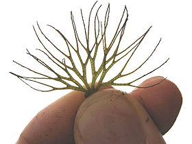 Ceratophyllum submersum winterform blatt.jpeg