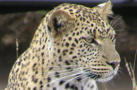 Leopard.PNG