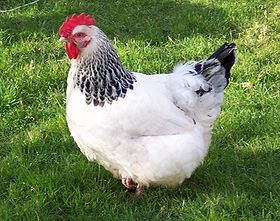 eine Sussex-Henne