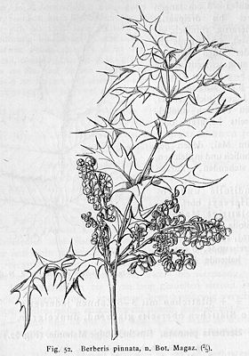 Zeichnung der Fiederblättrigen Mahonie (Mahonia pinnata)