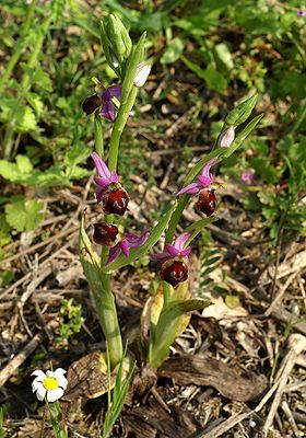 Ophrys argolica Griechenland 641 .jpg