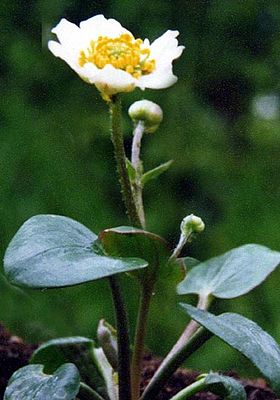 Ranunculus parnassifolius 3.jpg