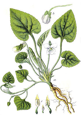 Viola alba Sturm57.jpg