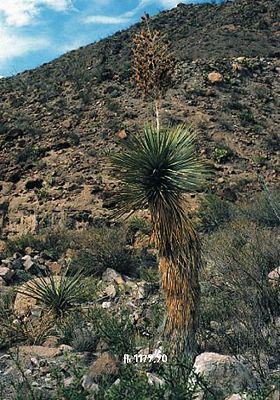 Yucca rostrata einige Wochen nach der Blüte mit getrockneten, aufgerissenen Kapselfrüchten in Texas