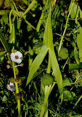 Gewöhnliches Pfeilkraut (Sagittaria sagittifolia)