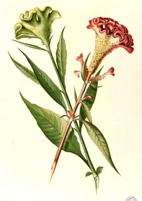 Silber-Brandschopf (Celosia argentea var. cristata subvars.)