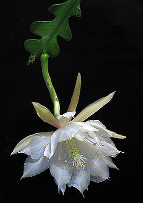 Epiphyllum anguligerBlüte