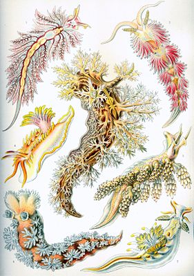 Die 43. Tafel von Ernst Haeckels Kunstformen der Natur (1904) bildet einige Arten der Nudibranchia ab