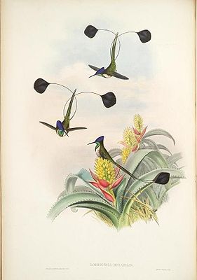 Wundersylphe (Illustration von John Gould)