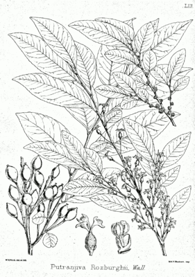 Putranjiva roxburghii, Illustration.