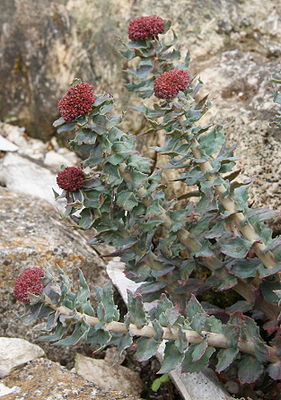 Rhodiola heterodonta