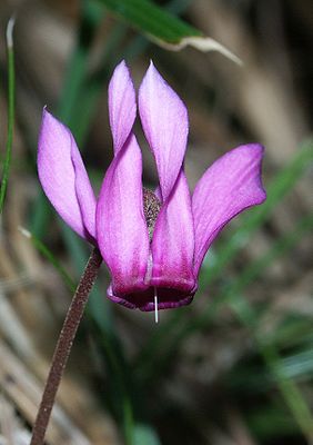 Europäisches Alpenveilchen (Cyclamen purpurascens)