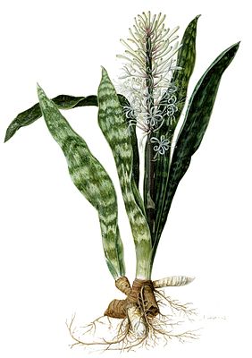 Sansevieria hyacinthoides: Aquarell von Jan Moninckx aus dem dritten Band des sogenannten Moninckx Atlas (1701)